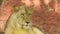 Lion and lioness opening mouth. Jungle king roaring detailed view of teeth in forest. Lions head, up close and very detailed.The r