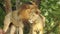 Lion and lioness opening mouth. Jungle king roaring detailed view of teeth in forest. Lions head, up close and very detailed.The r