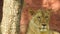 Lion and lioness opening mouth. Jungle king roaring detailed view of teeth in forest. Lions head, up close and very detailed.The r