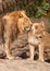 The lion and the lioness peacefully caress each other, the lion has a gorgeous mane, the lioness is beautiful and young a symbol