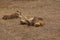 Lion and lioness relaxing in dry veld grass