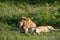 Lion and lioness relaxing on the grass