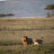 Lion and Lioness at the Serengeti National Park