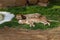 A lion and a lioness sleep at noon in the shade on the lush green grass
