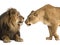Lion and lioness sniffing each other, Panthera leo, isolated on
