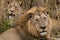 Lion and Lioness standing together. Botswana. Okavango Delta.