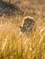 Lion and Lioness standing together. Botswana. Okavango Delta.