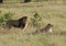 Lion and lioness walk