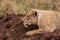 Lion Lioness Wildlife Animals Mammal Savannah Grassland Wilderness Field Meadow in Nairobi National Park Kenya East Africa