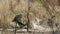 Lion and lioness yawning in the bush in Kruger National park