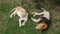 Lion and lioness in a zoological park.