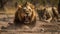 Lion. Lions. African lions resting in the green grass.