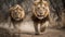 Lion. Lions. African lions resting in the green grass.