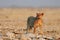 Lion look curious, etosha nationalpark, namibia