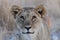 Lion look curious, etosha nationalpark, namibia