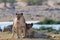 Lion look curious, etosha nationalpark, namibia