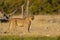 Lion look curious, etosha nationalpark, namibia, panthera leo