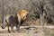 Lion looking at camera yawning South Africa