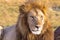 Lion looks in the frame. Masai Mara, Africa