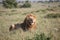 Lion lounging in a green field, its powerful body relaxed and its regal mane swaying in the breeze