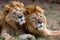 Lion lounging Two brown lions lying down peacefully on grass