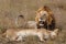 Lion love couple in the Masai Mara National Reserve in Kenya