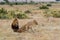 Lion love couple in the Masai Mara National Reserve in Kenya