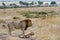 Lion love couple in the Masai Mara National Reserve in Kenya