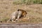 Lion love couple in the Masai Mara National Reserve in Kenya