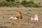 Lion love couple in the Masai Mara National Reserve in Kenya