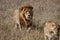 Lion love couple in the Masai Mara National Reserve in Kenya