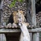 Lion Love in the jerusalem zoo