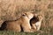 Lion loves Cub