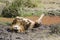 Lion lying on back in mud