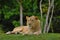 Lion Lying Down with Jungle in Background