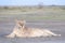 Lion lying down on savannah, close-up
