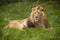 Lion lying in grass