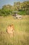 Lion lying in grass with jeep behind