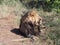 Lion lying on the ground in Botswana plain.