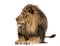 Lion lying, looking away, Panthera Leo, 10 years old