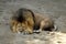 Lion lying on the sand