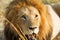 Lion lying in the savannah of Masai Mara National park