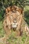 Lion lying in the shade camouflaged under a tree