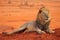 Lion lying in Tsavo National Park Africa