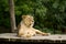 Lion lying on a wooden landing