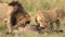 Lion in the Maasai Mara in Africa