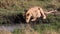 Lion in the Maasai Mara in Africa