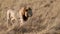 Lion in the Maasai Mara in Africa