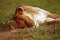 Lion, Maasai Mara Game Reserve, Kenya