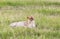 Lion in Maasai Mara, Kenya